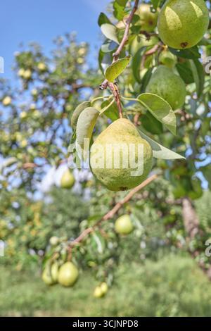 Ripe pears on a tree, selective focus. Stock Photo