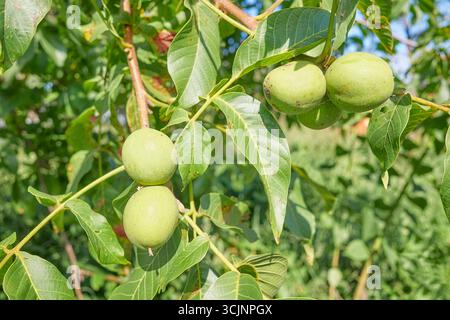 Close up photo of walnuts on a tree, selective focus. Stock Photo