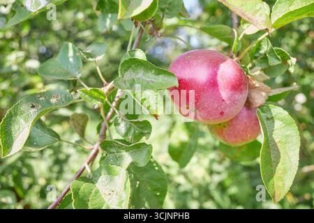 Photo of an apple on a tree, selective focus. Stock Photo
