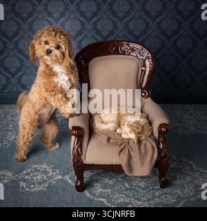 Tiny adorable maltipoo puppy dog posing with an antique miniature armchair Stock Photo