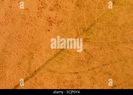 Texture of bright yellow autumn leaf with veins close-up Stock Photo