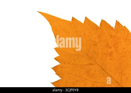 Fragment of bright yellow autumn leaf on white background isolated Stock Photo