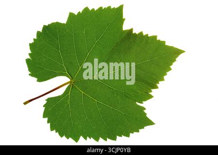 Grape leaf close-up on white background isolated Stock Photo