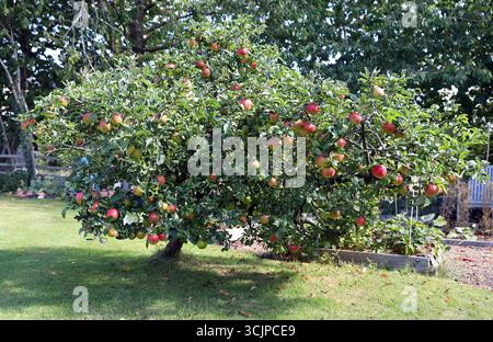 a mature apple tree in an English country garden Stock Photo