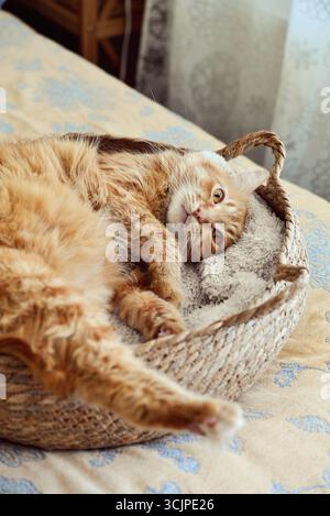 Cute ginger cat laing in his soft cozy round woven cat bed on a bed closeup Stock Photo
