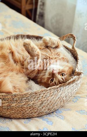 Cute ginger cat laing in his soft cozy round woven cat bed on a bed closeup Stock Photo