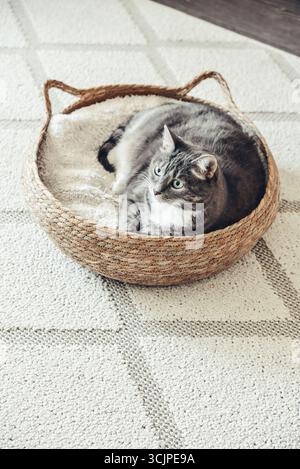 Cute grey tabby cat laing in his soft cozy round woven cat bed on a light carpet Stock Photo