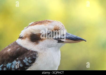 Kookaburra In Profile Stock Photo