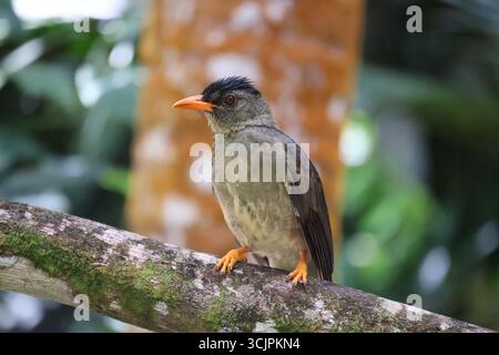 Wildlife Portrait of an Endemic Seychelles Bulbul (Hypsipetes crassirostris) Stock Photo