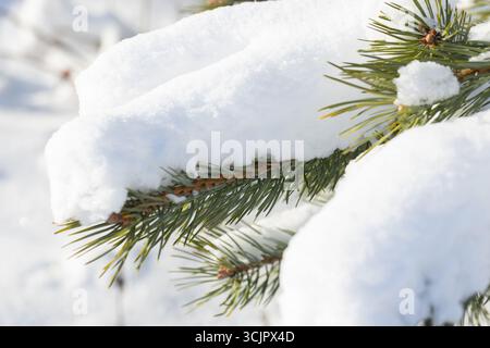 Snow covered pine tree branches in a picturesque forest setting, showcasing natural winter beauty and calm atmosphere. Macro photo with selective soft Stock Photo
