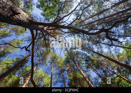 Looking up at tall forest trees with pine foliage against a clear, vibrant blue sky. The perspective creates a serene and majestic scene of natural be Stock Photo