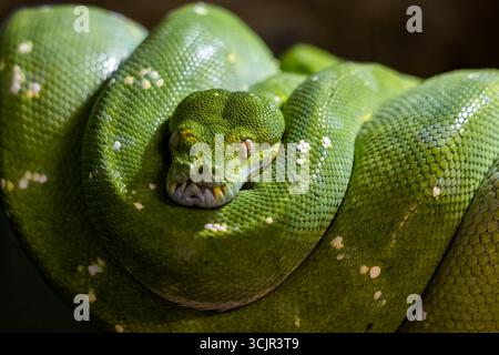 The Green tree python (Morelia viridis), snake in the family Pythonidae, native to Papua New Guinea. Stock Photo
