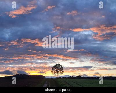 Dramatic sunset with fiery red clouds across the blue evening sky and the silhouette of a single tree, set against Swiss mountains on the horizon Stock Photo