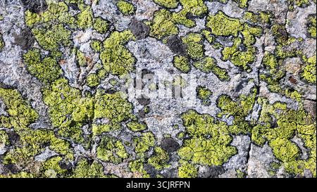 Close-up natural background of a rock covered with bright green moss and lichen. Detailed textures of stone and plant Stock Photo
