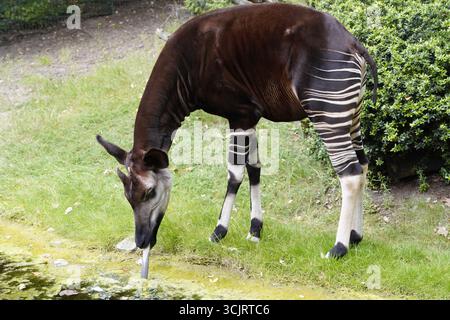A wild okapi (Okapia johnstoni), aka forest giraffe or Congolese giraffe, sticks out its tongue to drink water from a river in a jungle in Congo. Stock Photo