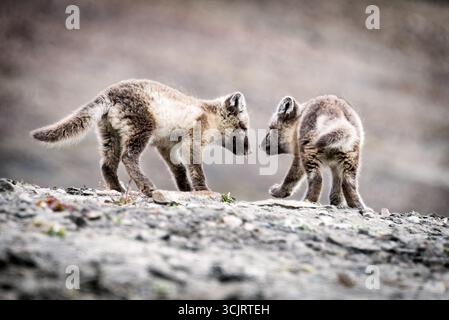 Two Arctic fox cubs, Vulpes lagopus cuddling, 2 months old