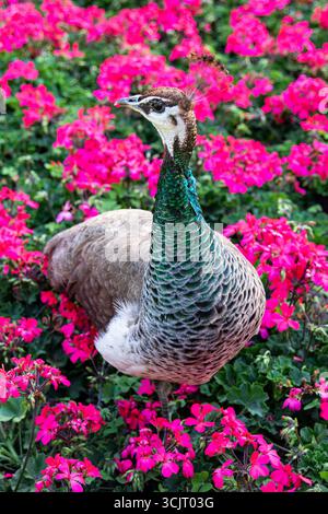 Close up of a majestic peacock. Bird against a background of flowers Stock Photo