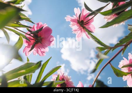 Gazing skyward at the beautiful sight of pink flowers contrasting with a backdrop of a blue sky dotted with fluffy white clouds, selective focus Stock Photo