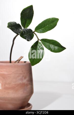 Minimalist photo of a small green plant with fresh leaves growing in a terracotta clay pot, isolated against a clean white background Stock Photo