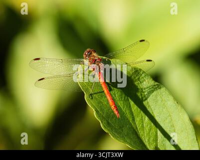 UK Common Darter dragonfly male, Sympetrum striolatum, resting on lakeside vegetation in a Devon, UK garden Stock Photo