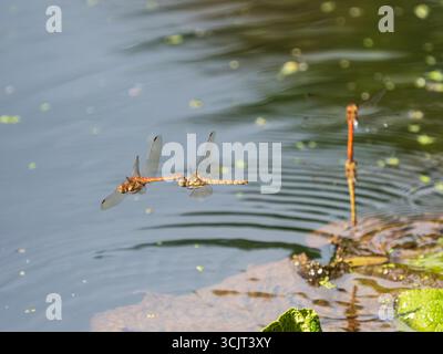 Male (left) and female (right) Common darter UK dragonflies, Sympetrum striolatum, in tandem mating flight Stock Photo