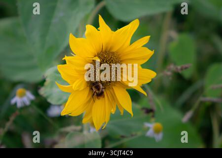 Sunflower head visited by a bee. Natural pollination scene captured with shallow depth of field. Stock Photo