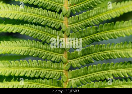 Fern (Polypodiopsida) green frond leaf, close-up symmetrical view with central stem (rachis) and numerous smaller leaflets branching off. Stock Photo