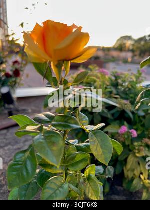 the first yelliw roses of spring Stock Photo