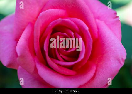 Vibrant pink Hybrid Tea rose in bloom, close-up top view of a single flower head. Stock Photo