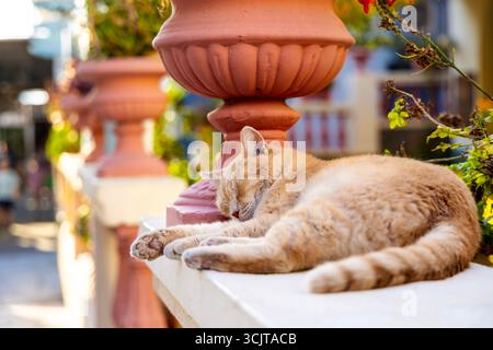 Ginger cat sleeping outside the Post Office in Poros Town, Poros Island, Saronic Islands, Greece Stock Photo