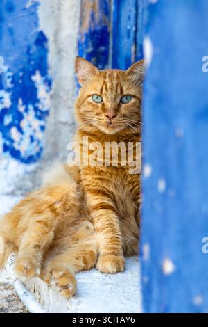 Portrait of ginger cat in a house doorway in Hydra Town, Hydra Island, Saronic Islands, Greece Stock Photo