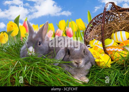 domestic rabbit (Oryctolagus cuniculus f. domestica), two bunnies in the grass with Easter nest, Easter eggs and tulips, Composing Stock Photo