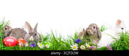 Easter bunnies and Easter eggs in the meadow, cut-out, Composing Stock Photo