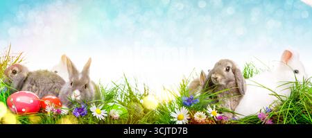 Easter bunnies and Easter eggs in the meadow, Composing Stock Photo