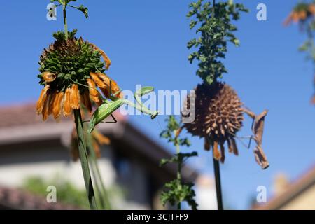 green praying mantis hunting on a Lion's Tail plant "Leonotis leonurus" with a brown praying mantis in the background in California, USA Stock Photo