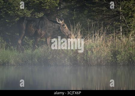 A young bull moose walks along the edge of a lake on a foggy morning. Stock Photo