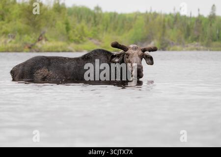A bull moose looks up from feeding in a lake in northern Minnesota. Stock Photo