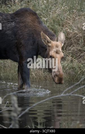 A cow moose wades through a pond while feeding in northern Minnesota. Stock Photo