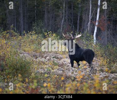 A bull moose in the fall colors in Lutsen, Minnesota Stock Photo