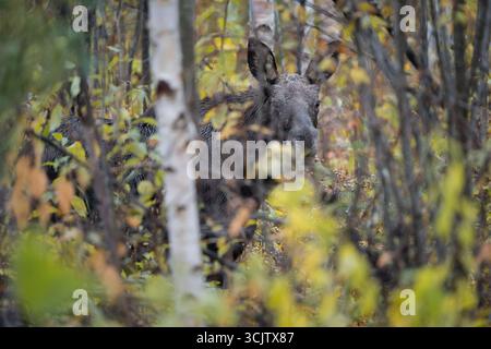 A moose calf deep in the forest surrounded by fall colors. Stock Photo