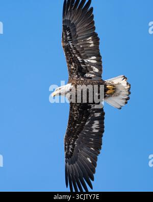 A bald eagle stretches its while flying directly overhead. Stock Photo