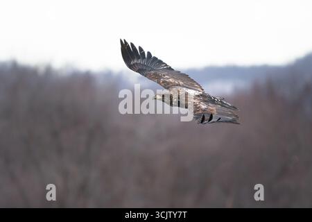 A juvenile bald eagle soars above the trees. Stock Photo