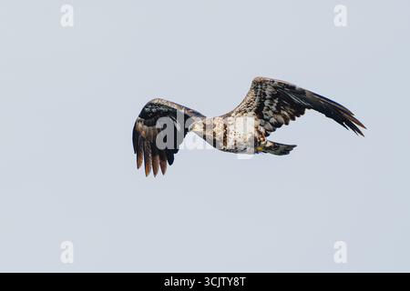 A juvenile bald eagle flaps its wings as it glides through the air. Stock Photo
