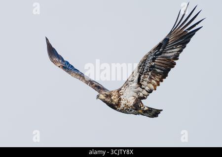 A juvenile bald eagle soars against a pale sky, wings extended and feathers catching the light. Stock Photo
