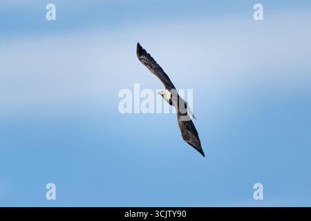 A bald eagle banks in midair, its wings curved gracefully against a soft blue sky. Stock Photo