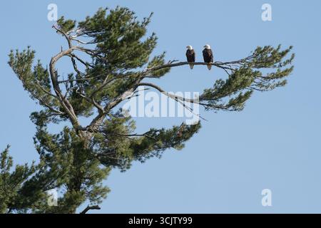A pair of eagles perched next to one another in a large spruce tree. Stock Photo