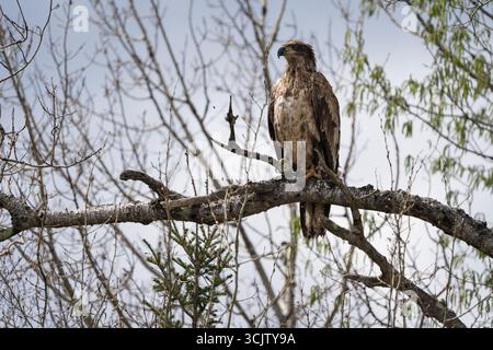 A juvenile bald eagle perched in a tree on a beautiful spring day. Stock Photo
