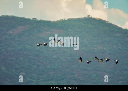 Egyptian Geese in migration flight , Sunset at the Dam, Gaborone Dam, Hill in the far background ,South-East District , Botswana Stock Photo