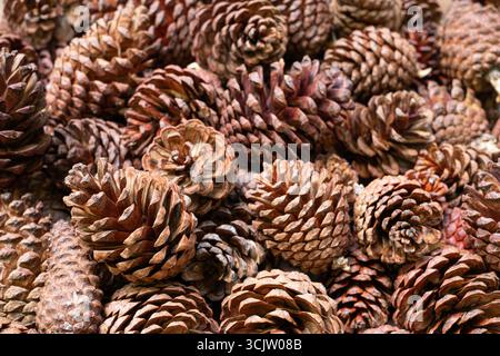 Close background of natural brown pine cones in autumn forest texture Stock Photo