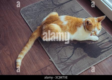 Orange and white cat resting comfortably on a decorative doormat with tree design against a wooden floor, ideal for pet-related content. Stock Photo